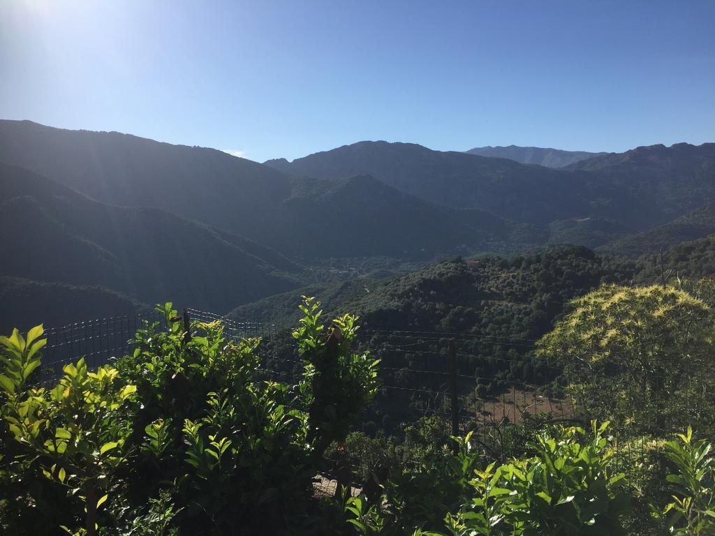 Santa-Lucia-di-TallanoMaison De Vacances - Casa Mezanaccia Avec Terrasse Fleurie Meuble Tourisme 3 Etoilesアパートメント 部屋 写真